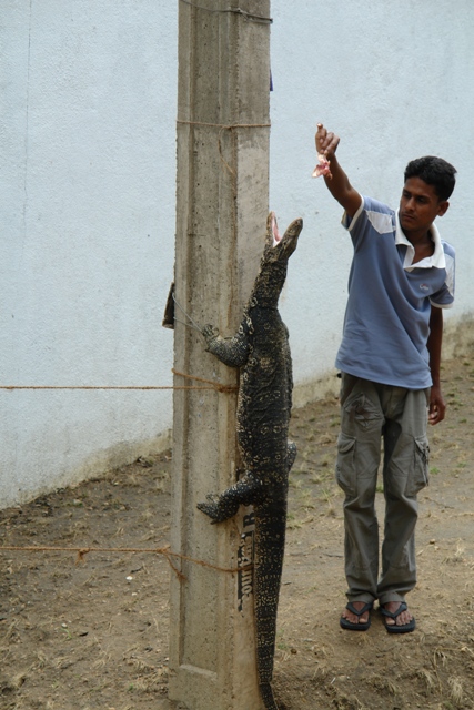    . - (the beasts. Lamp post isnt a biggy when you are hungry, Sri-Lanka)